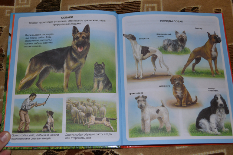 Наше книжное пополнение в 2 года