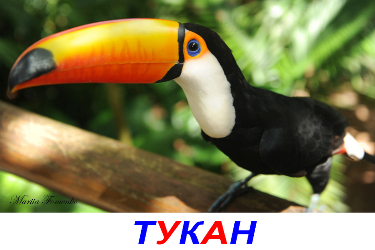 ТН "Птицы". День 5 "Экзотические птицы" + творческая пятница
