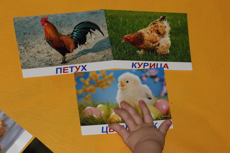 ТН "Птицы". День 3 "Птичий двор"