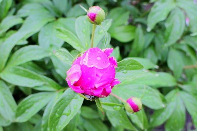 Дождик-дождик, поливай...