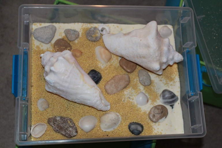 Наше знакомство с обитателями воды