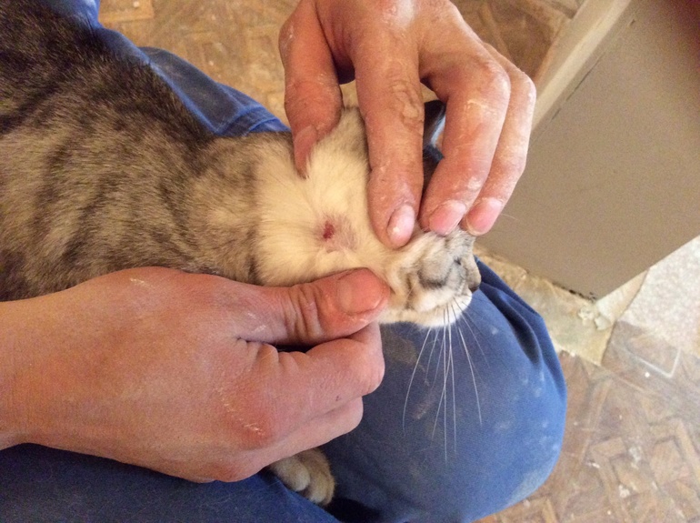 Неужели лишай?!!!