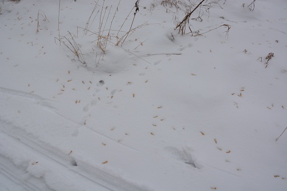 На лыжах - в мочаки)