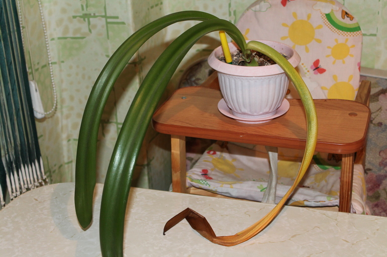 как быть с Гиппиком)))