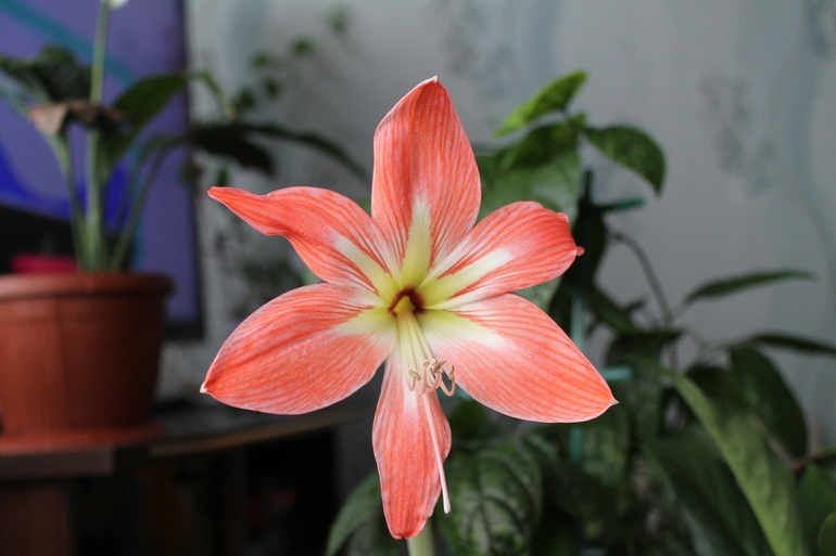 Маленько моих зелёных жителей.