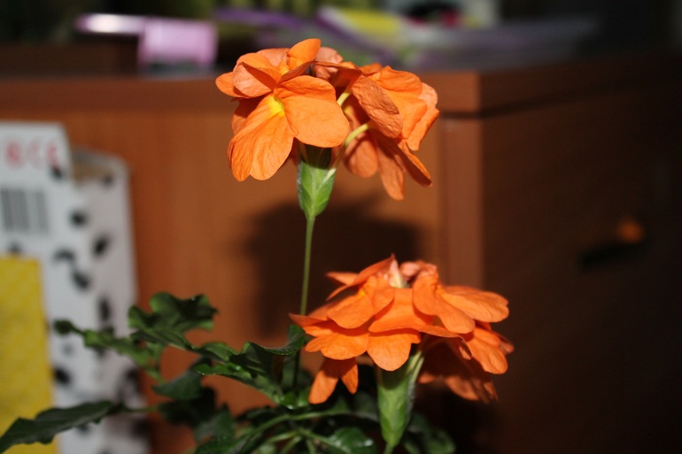 продолжают цвести...