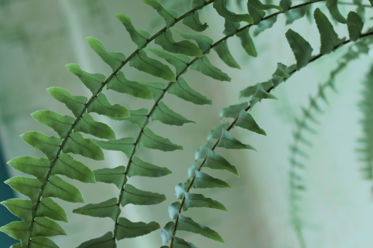 Мои растюхи