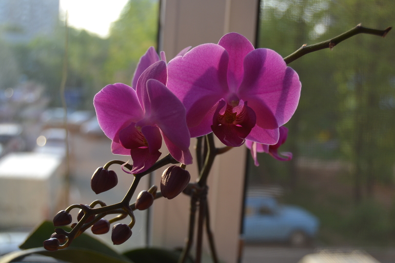 Всё вокруг цветёт)