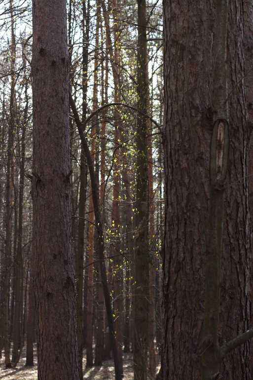 И снова наш лес