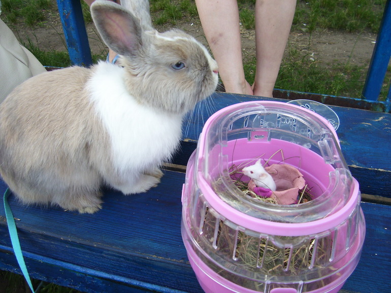 наши братья....