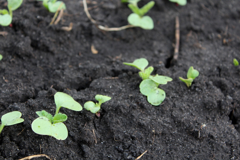 "Один раз в год сады цветут..."