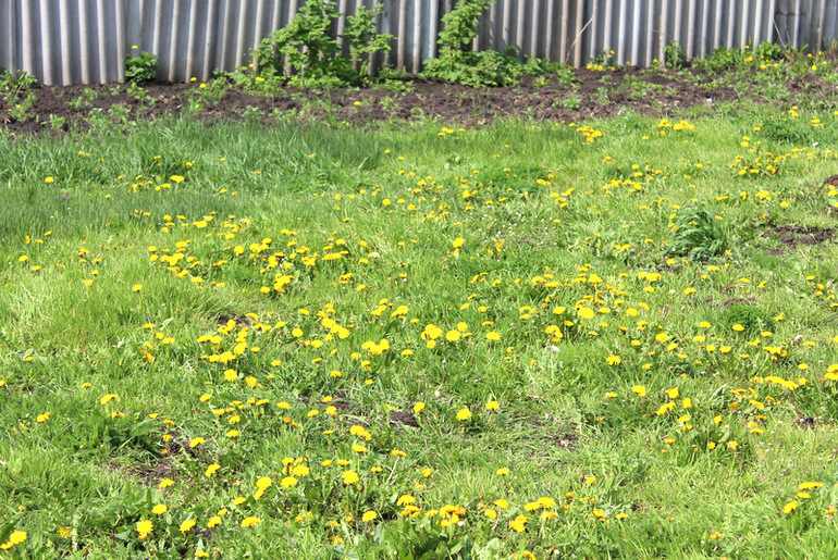 "Один раз в год сады цветут..."