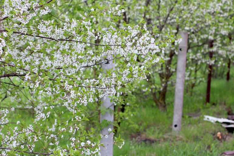 "Один раз в год сады цветут..."