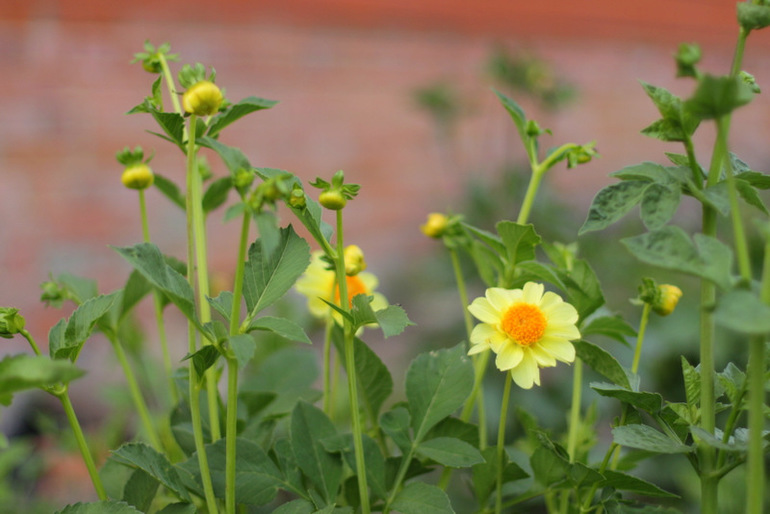 Огородное и цветочное, начало июля