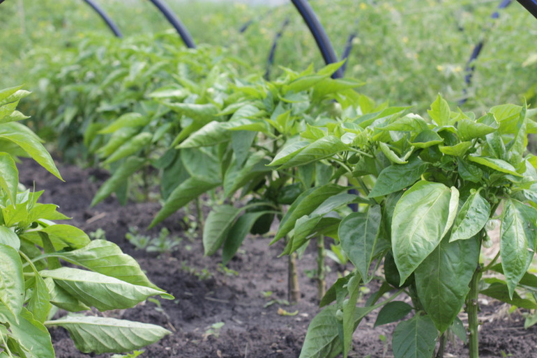 Огородное и цветочное, начало июля