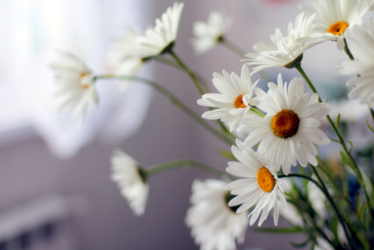 Огородное и цветочное, начало июля