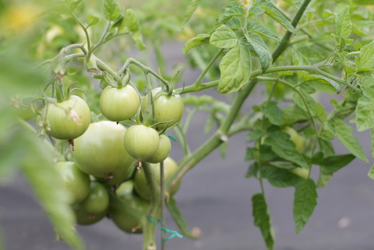Огородное и цветочное, начало июля