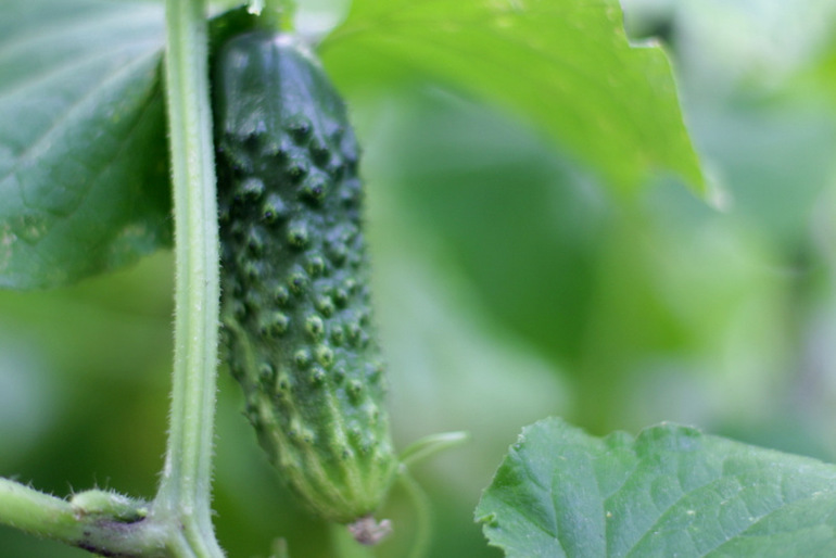 Огородное и цветочное, начало июля