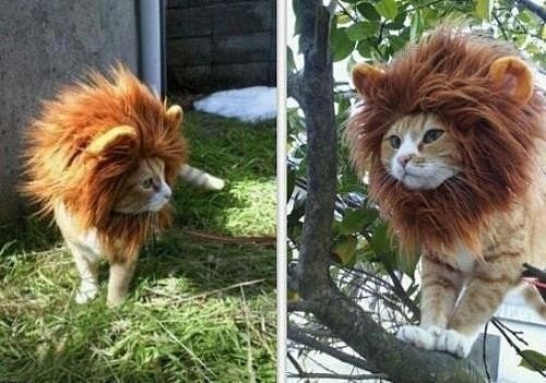 Совместник "Золотое Руно".  Этап #2