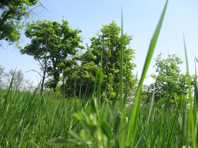 Житомирщина, Полесье