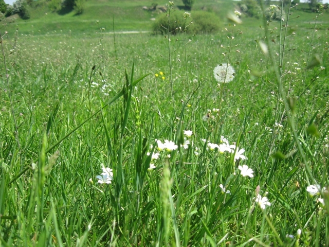 Житомирщина, Полесье