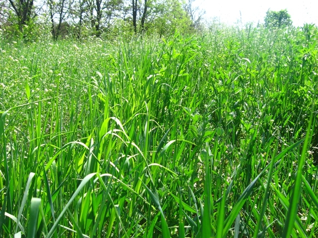 Житомирщина, Полесье