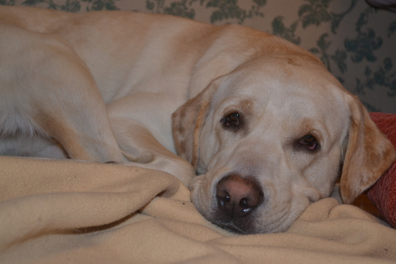 Наш четвероногий друг!