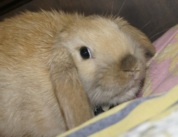 Отдам в добрые руки кролика