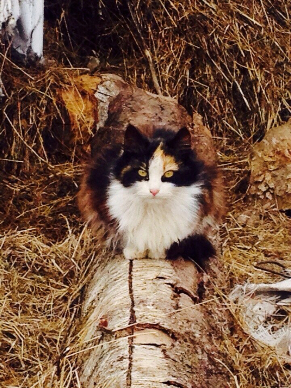 Мой любимый Селигер