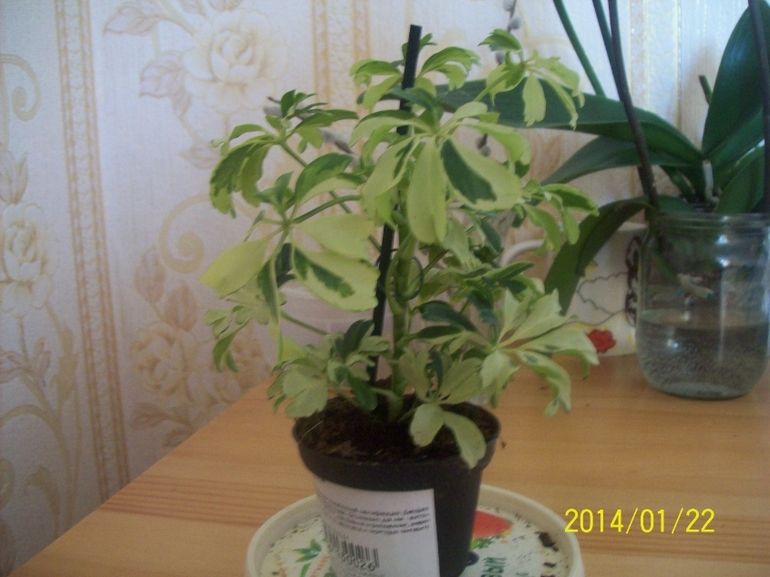 Шефлера, мой новый цветочек.