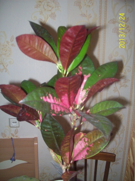 Покажу некоторых красавчиков.