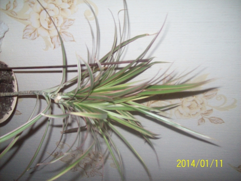 Покажу некоторых красавчиков.