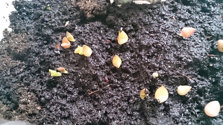 Шустрые кактусята.