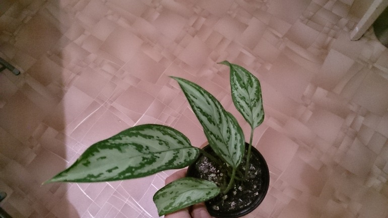 Новички. Как называются?