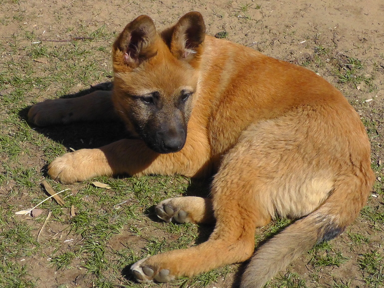 Угадай породу))