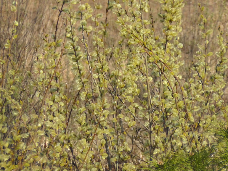 Ах, весна!!!!! Все просыпается...