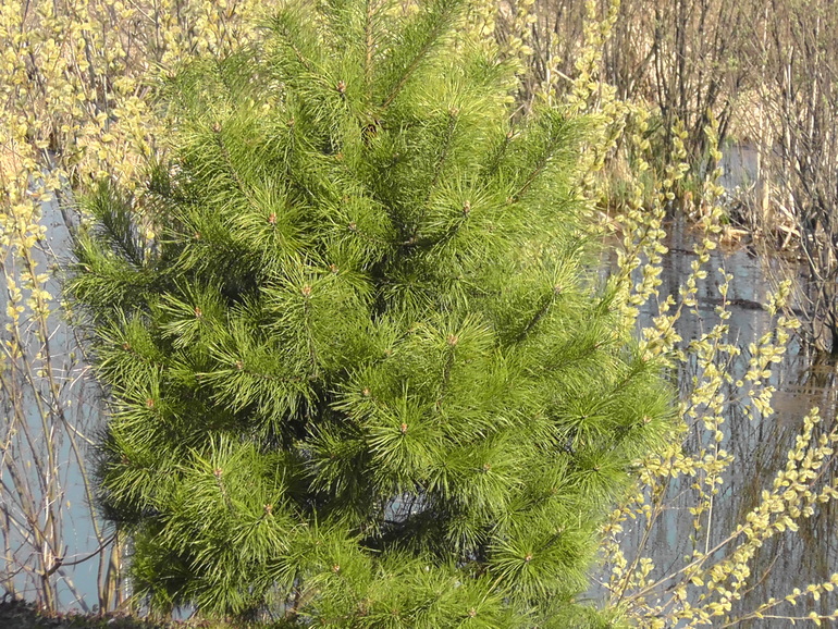 Ах, весна!!!!! Все просыпается...