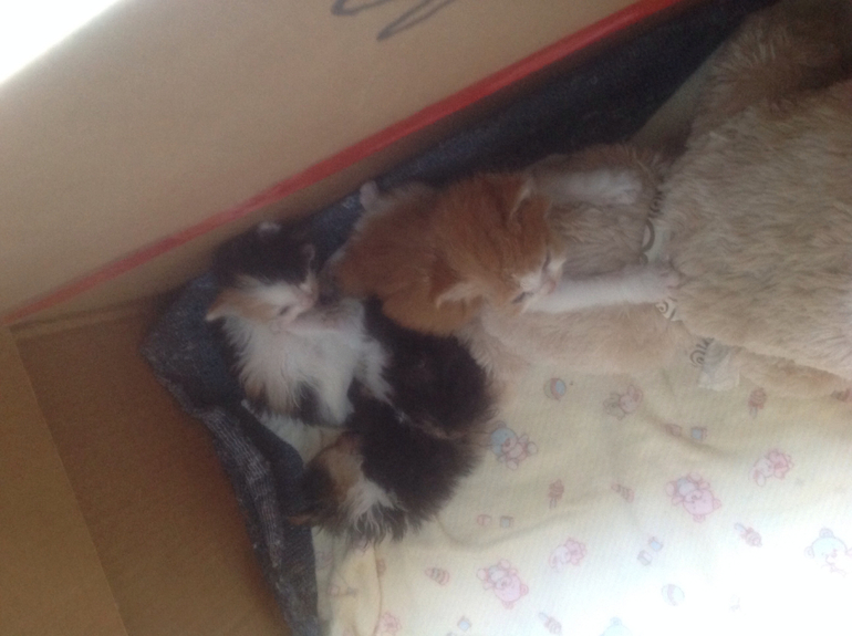 Ждут хозяев!!!