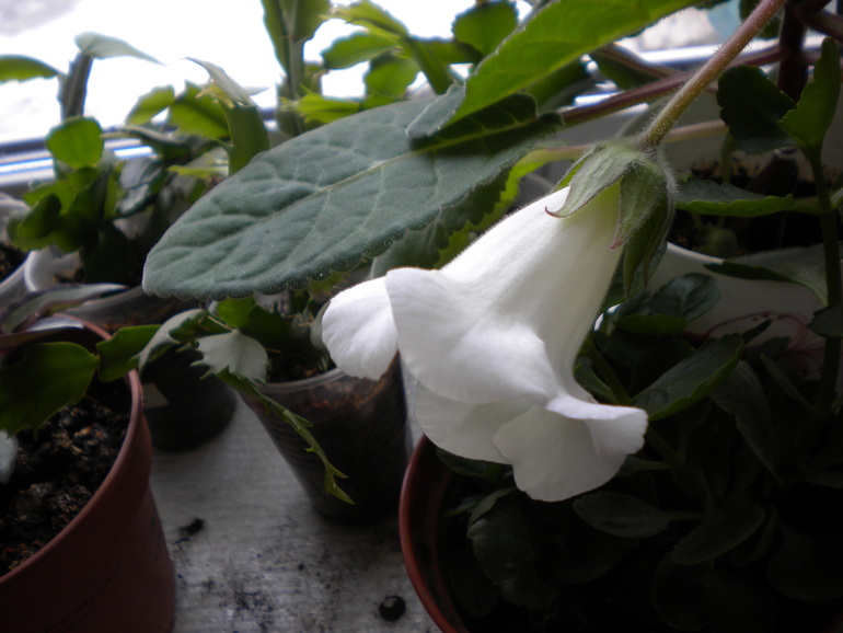 беленькая)))