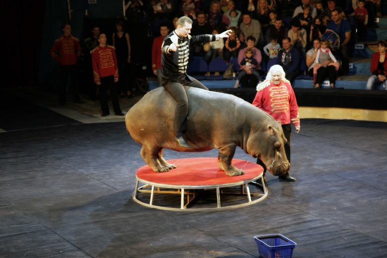 Елка , цирк огромных зверей в сокольниках