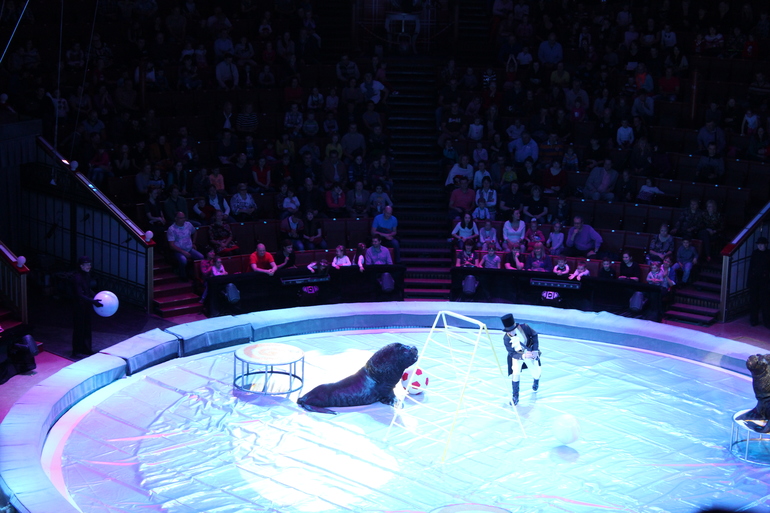 "Беспонятье" в Большом Московском цирке!