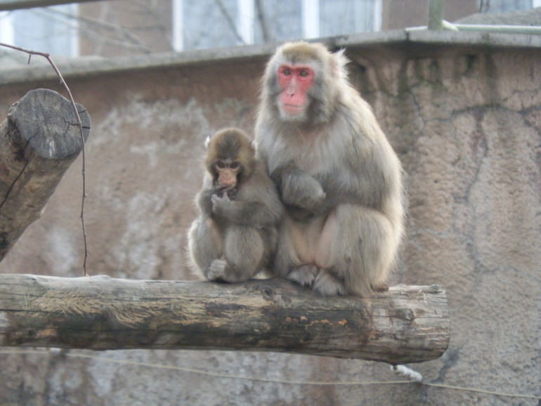 8 марта в ЗОО!