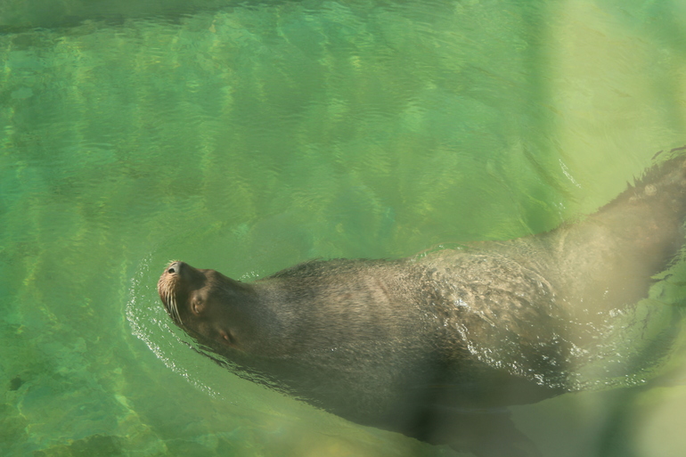 8 марта в ЗОО!