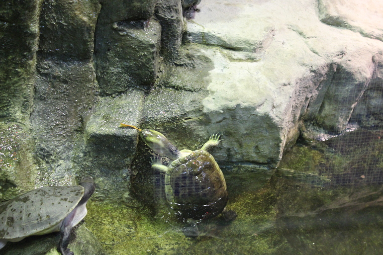 8 марта в ЗОО!