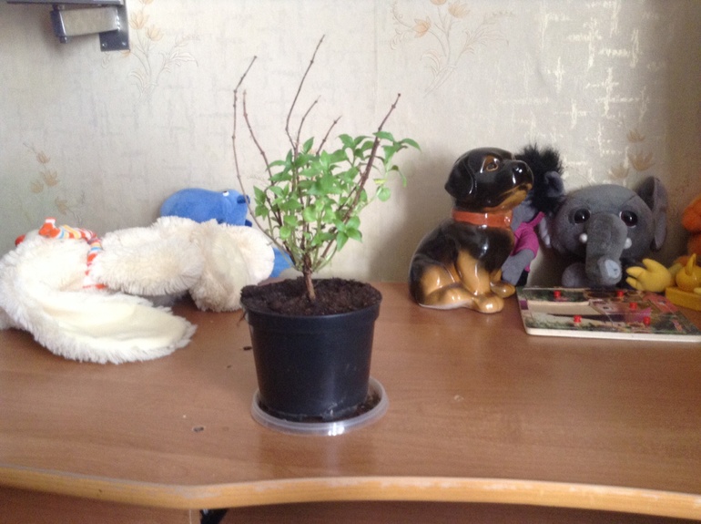 Дела садовые...