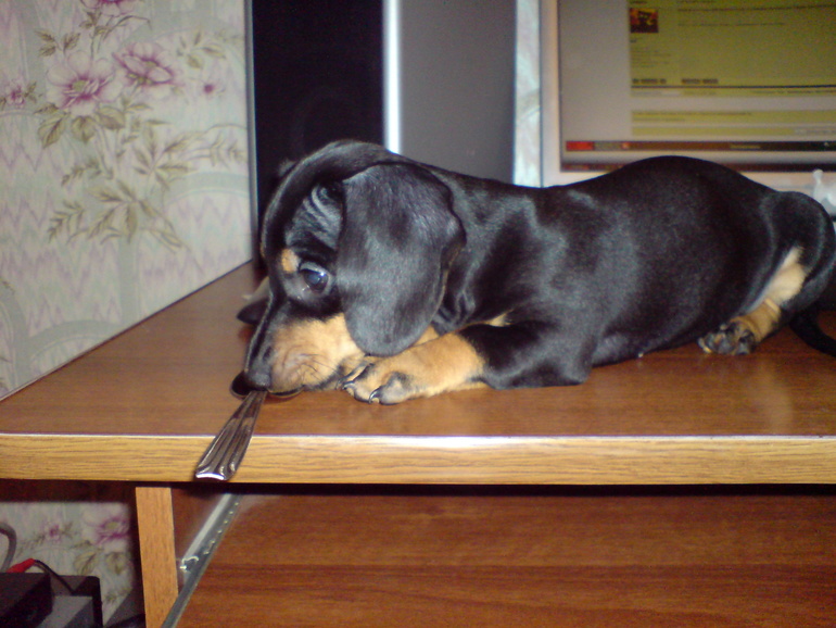 Наша любимка!