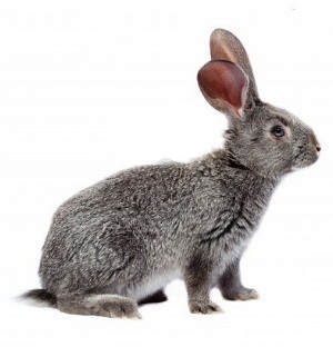 Пост для отчетов за третий день "Зайка" ТН "Лесные друзья".