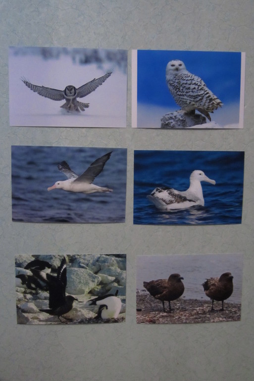 ТН Арктика и Антарктика. День 5