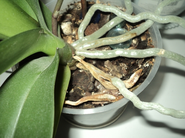 орхидея поникла