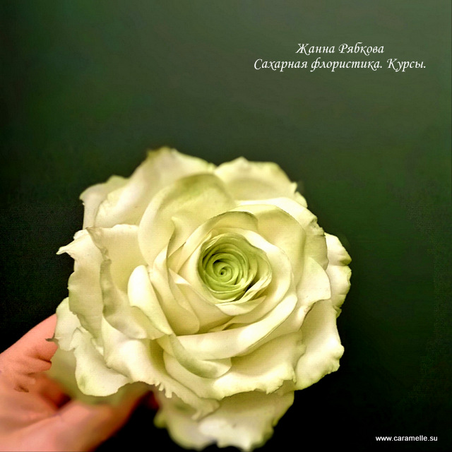 Просто роза...